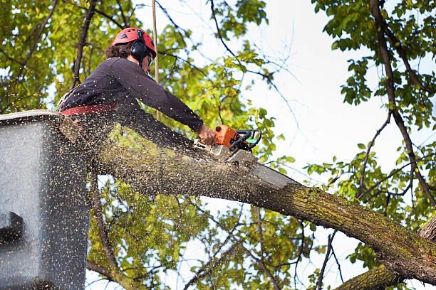 How Our Tree Care Process Works  in  Washington, GA